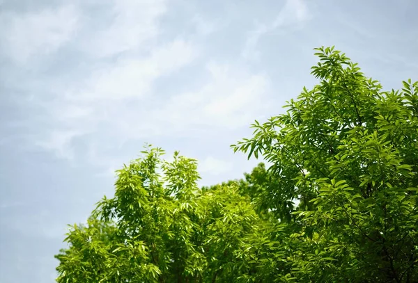 Зелене Листяне Дерево Чисте Небо — стокове фото