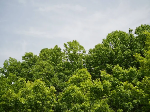 Зелене Листяне Дерево Чисте Небо — стокове фото