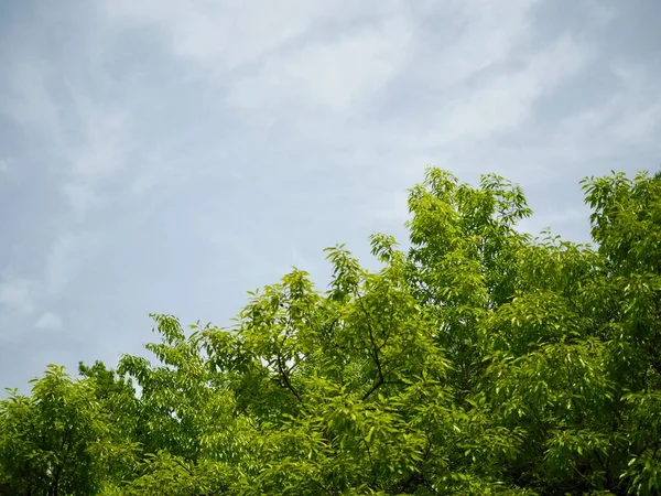 Зеленый Лист Чистое Небо — стоковое фото