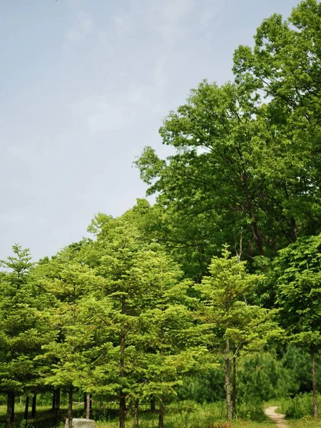 Árbol Hojas Verdes Cielo Despejado — Foto de Stock