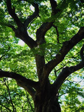 Koreli Ağaçlar ve Yeşil Yapraklar Ormanda