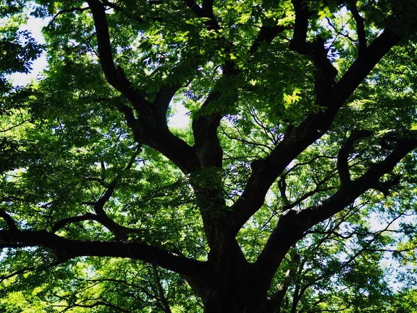Корейські Дерева Зелене Листя Лісі — стокове фото