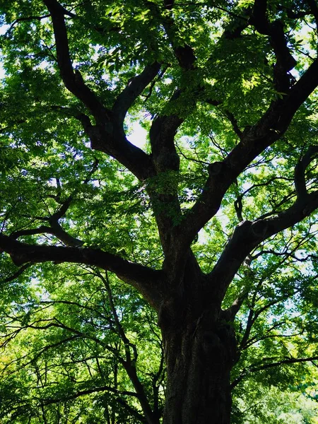 Koreanische Bäume Und Grüne Blätter Wald — Stockfoto