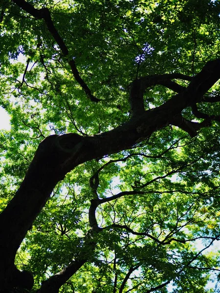 Korejské Stromy Zelené Listy Lese — Stock fotografie