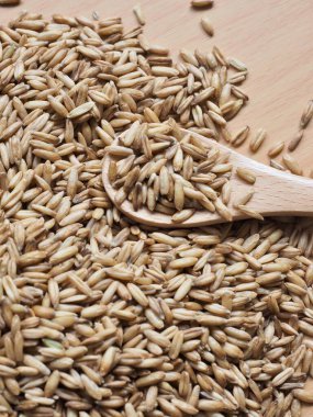 Taze organik arpa arpası