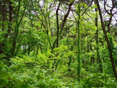 Kore 'de yeşil orman manzarası