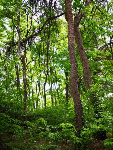 Zelená Lesní Krajina Korei — Stock fotografie