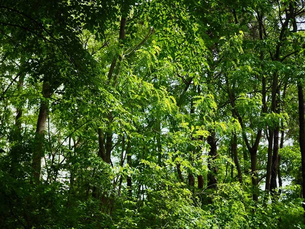 Зелений Ліс Кореї — стокове фото