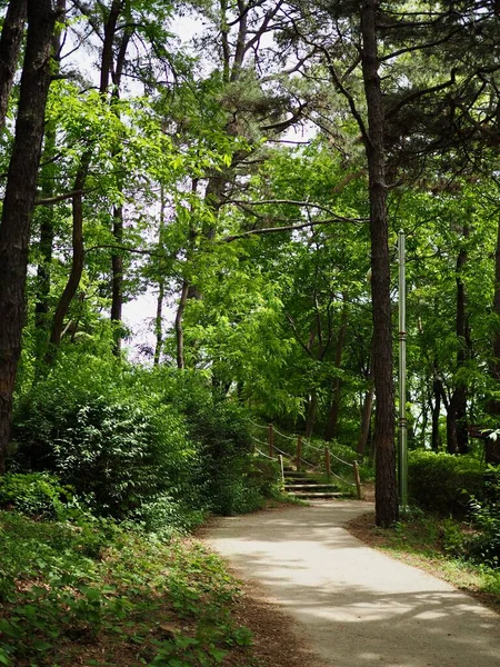 Paisaje Verde Del Bosque Corea — Foto de Stock
