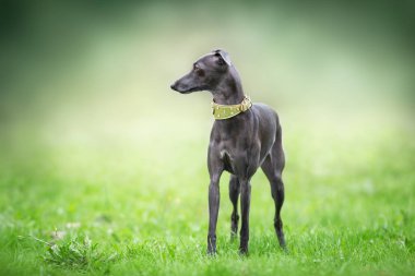 İtalyan tazısı yeşil çimlerde