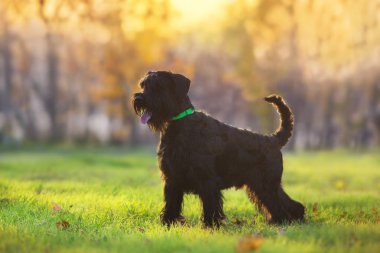  Sarı ve turuncu yaprakların arasında duran dev Schnauzer.