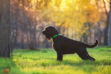  Sarı ve turuncu yaprakların arasında duran dev Schnauzer.