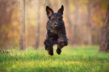 Dev schnauzer koş ve sonbahar parkında eğlen