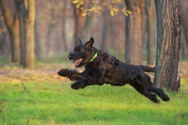 Dev schnauzer koş ve sonbahar parkında eğlen