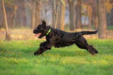 Dev schnauzer koş ve sonbahar parkında eğlen