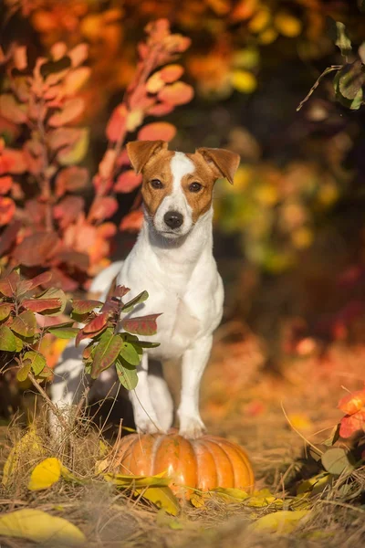 Jack Russel Terrier Mit Kürbis Und Herbstblättern Bei Sonnenlicht — Stockfoto