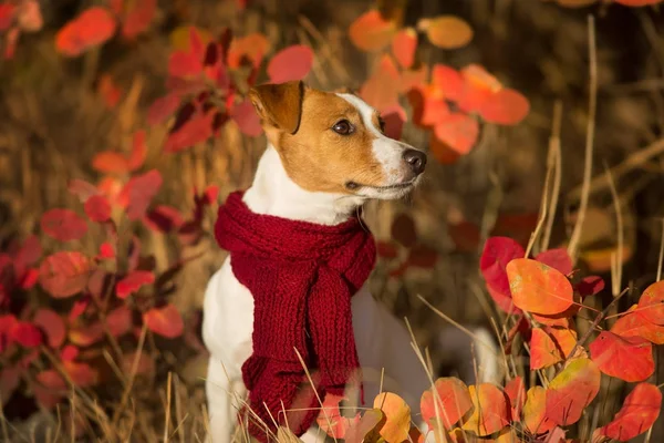 Jack Russel Terrier Sciarpa Rossa Nella Foresta Autunnale — Foto Stock
