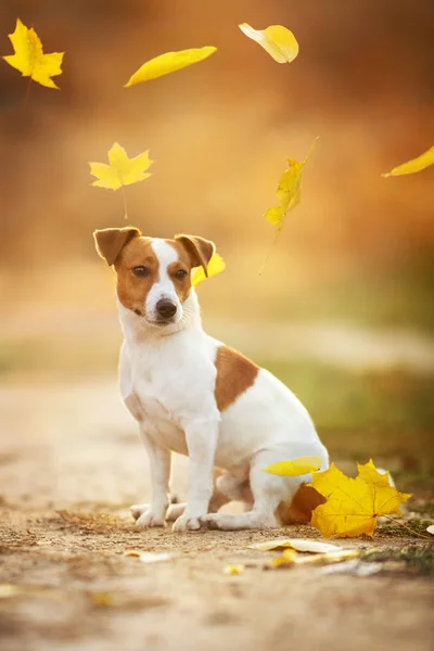 Jack Russel Τεριέ Φύλλα Που Πέφτουν — Φωτογραφία Αρχείου