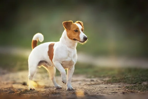Jack Russel Terrier Standing Sunlight — Stock Photo, Image