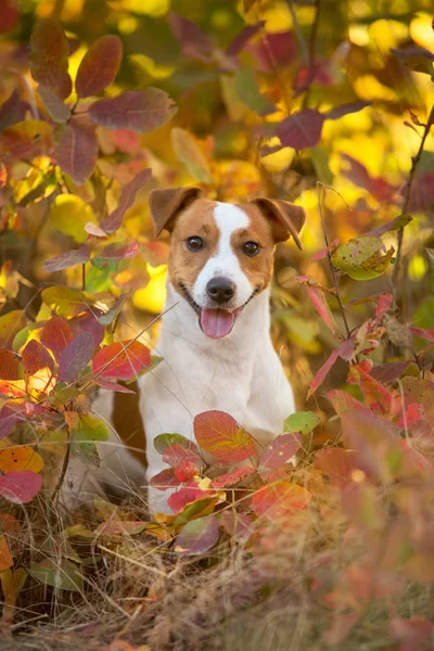 Jack Russel Terrier Φύλλα Πορτοκαλιού — Φωτογραφία Αρχείου