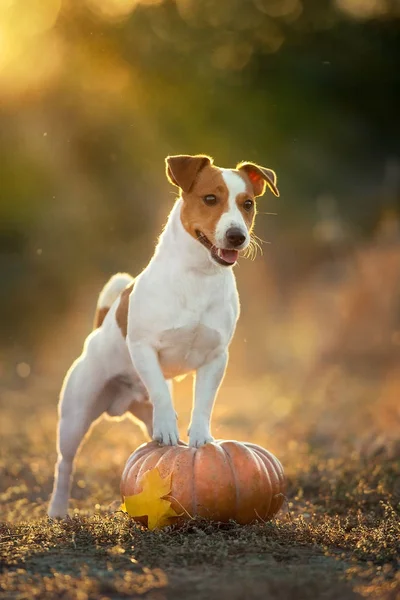 Jack Russel Τεριέ Κολοκύθα Και Φύλλα Πτώση Στο Φως Του — Φωτογραφία Αρχείου