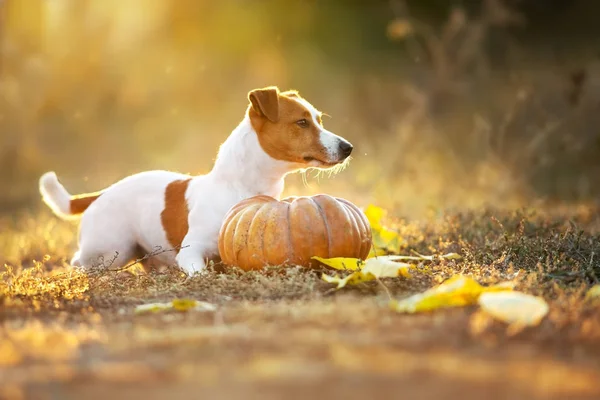 Jack Russel Τεριέ Κολοκύθα Και Φύλλα Πτώση Στο Φως Του — Φωτογραφία Αρχείου