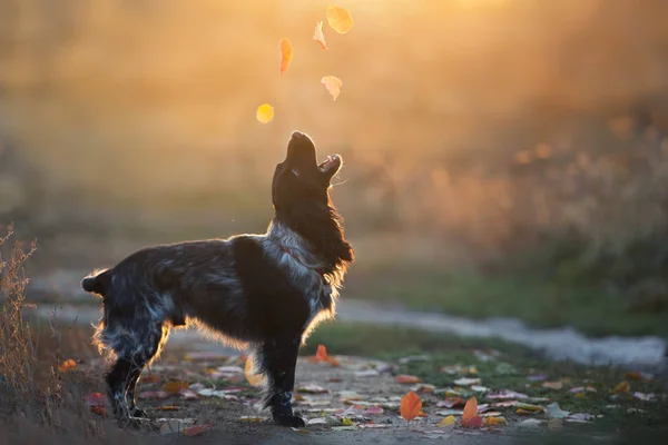 Ρωσικό Σκυλί Σπανιέλ Στο Φως Του Ήλιου — Φωτογραφία Αρχείου