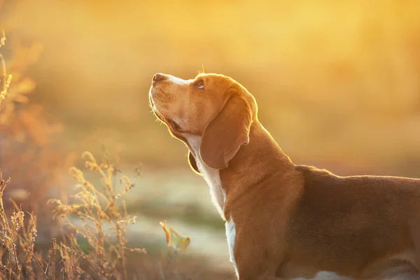 Beagle Portré Naplemente Fényben — Stock Fotó