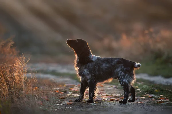 太陽の下でロシアのスパニエル犬 — ストック写真
