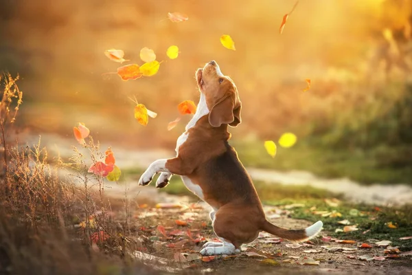 Beagle gün batımında yapraklarla oynar