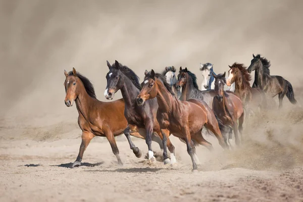 Troupeau Chevaux Courir Librement Sur Poussière Désert Contre Ciel Tempête — Photo