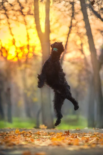 Giant Schnauzer Παιχνίδι Σκυλιών Στο Πάρκο Πτώση Ηλιοβασίλεμα — Φωτογραφία Αρχείου
