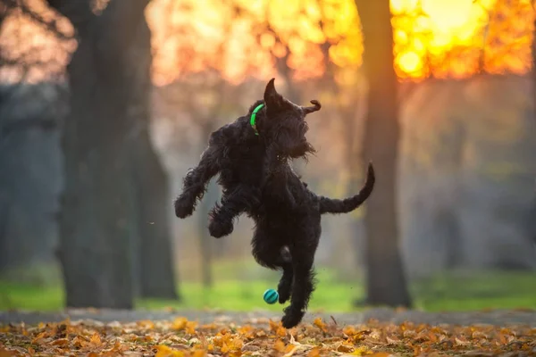 Giant schnauzer dog play in fall park at sunset