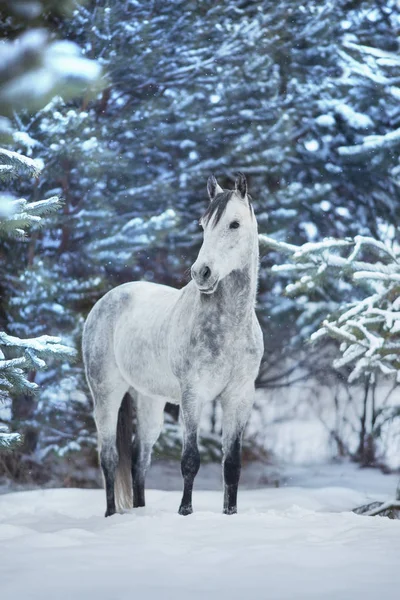 雪景色の白いアラビア馬の肖像画 — ストック写真