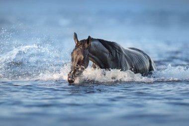 Mavi nehirde koşan siyah at 