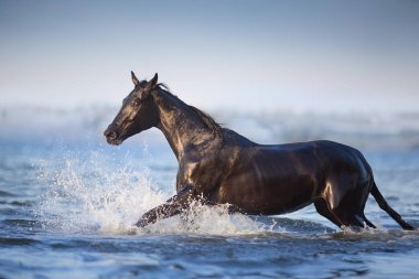 Mavi nehirde koşan siyah at 