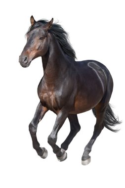 izole beyaz zemin üzerine siyah at