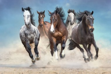 Horse herd run free on desert dust against storm sky clipart