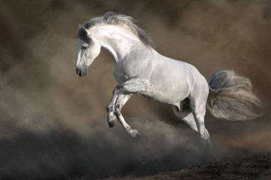 Beyaz At çöl tozunda özgürce koşuyor. 