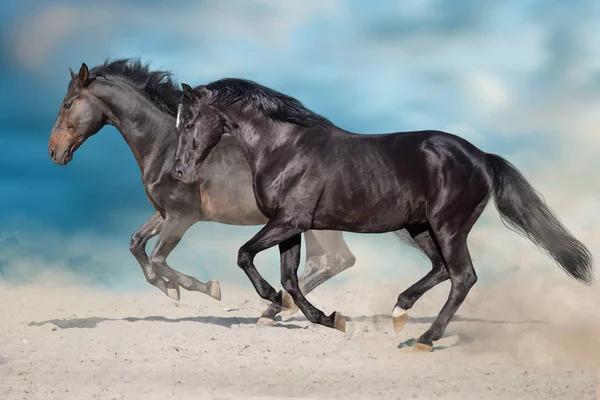 Två Mörka Häst Fri Körning Öknen — Stockfoto