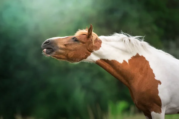 赤いピント馬を閉じるポートレート屋外 — ストック写真