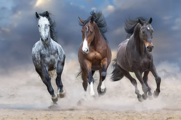 Häst Flock Springa Fri Öken Damm Mot Storm Himmel — Stockfoto