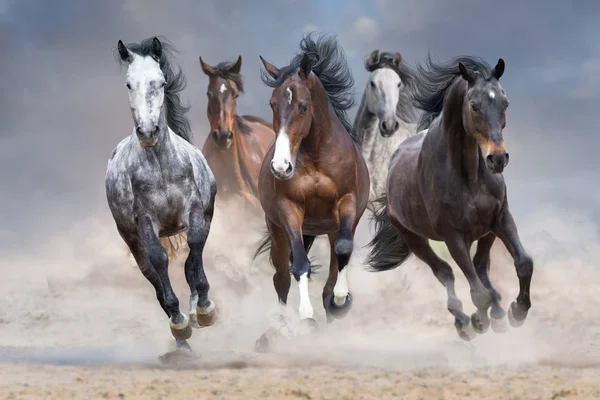 Horse Rebanho Executado Livre Poeira Deserto Contra Céu Tempestade — Fotografia de Stock