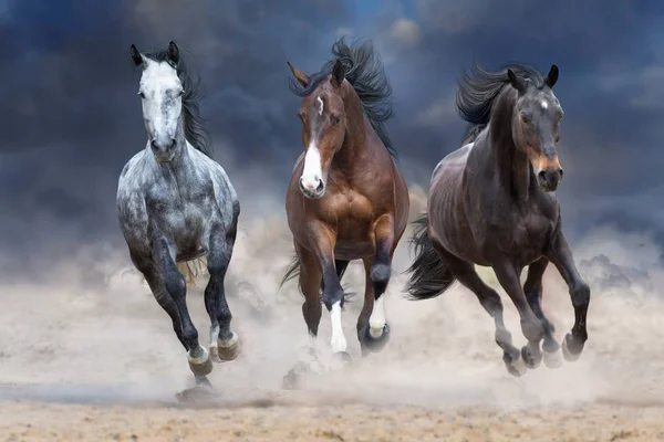 Horse Rebanho Executado Livre Poeira Deserto Contra Céu Tempestade — Fotografia de Stock