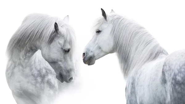 Dva Portréty Bílého Koně Bílém Pozadí Obrázek Vysokým Klíčem — Stock fotografie