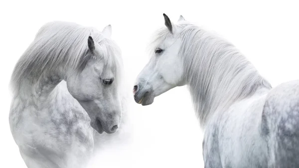 Deux Portrait Cheval Blanc Sur Fond Blanc Image Clé Haute — Photo