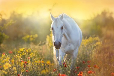 White horse portrait in poppy flowers at sunrise light clipart