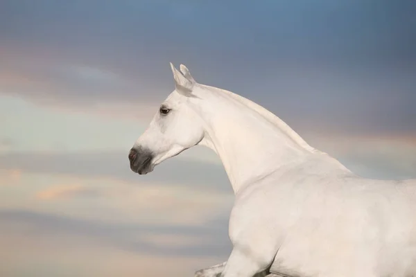 Vit Häst Porträtt Rörelse Kör Mot Himlen — Stockfoto