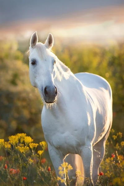 Wit Paard Portret Papaver Bloemen Bij Zonsopgang Licht — Stockfoto