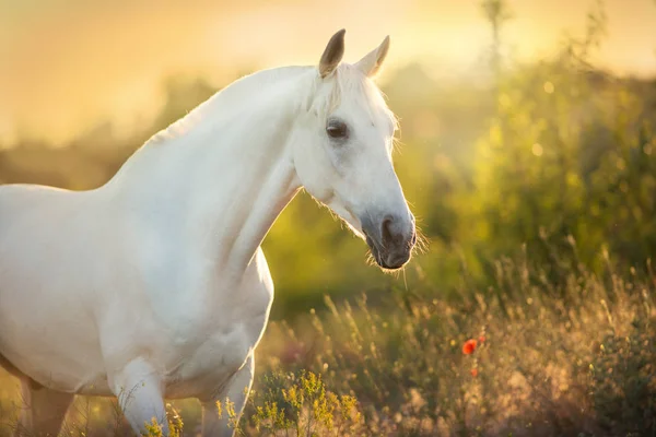 Retrato Caballo Blanco Flores Amapola Amanecer — Foto de Stock